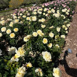 New Farm Park - Brisbane