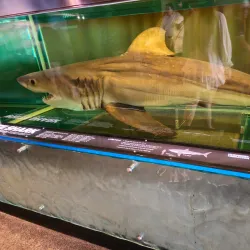 Queensland Museum and Sciencentre - Brisbane