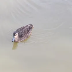 Curl Curl Lagoon - Brookvale