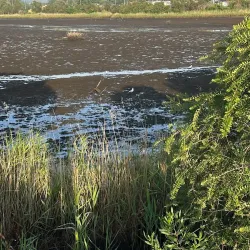 Curl Curl Lagoon - Brookvale