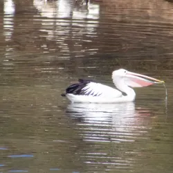 Curl Curl Lagoon - Brookvale