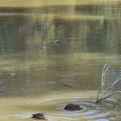 Curl Curl Lagoon - Brookvale