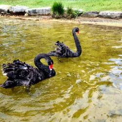 Manly Dam Reserve - Brookvale