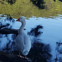 Manly Dam Reserve - Brookvale