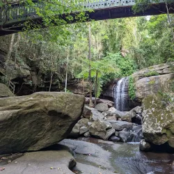 Buderim Forest Walks - Buderim