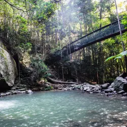 Buderim Forest Walks - Buderim