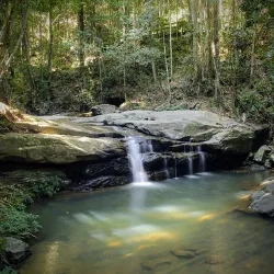 Buderim Forest Walks - Buderim