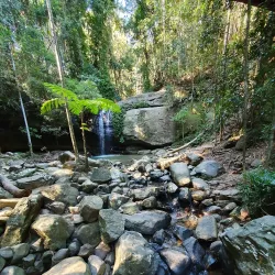 Buderim Forest Walks - Buderim