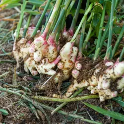Buderim Ginger Factory - Buderim
