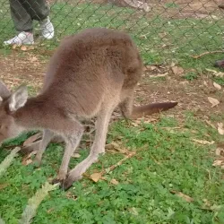 Big Swamp Wildlife Park - Bunbury