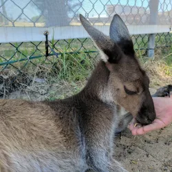 Big Swamp Wildlife Park - Bunbury