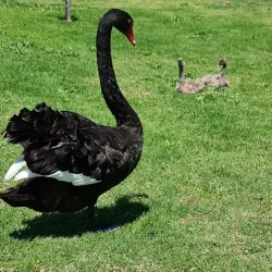 Big Swamp Wildlife Park - Bunbury