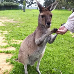 Bunbury Wildlife Park - Bunbury
