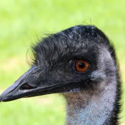 Bunbury Wildlife Park - Bunbury