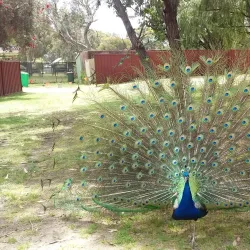 Bunbury Wildlife Park - Bunbury