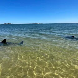 Dolphin Discovery Centre - Bunbury