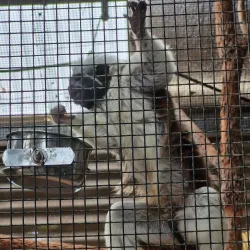 Alexandra Park Zoo - Bundaberg