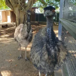 Alexandra Park Zoo - Bundaberg