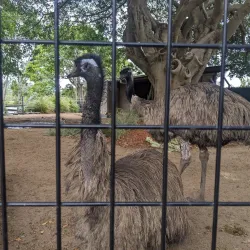 Alexandra Park Zoo - Bundaberg
