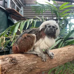 Alexandra Park Zoo - Bundaberg