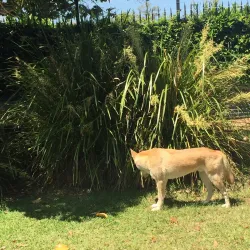 Alexandra Park Zoo - Bundaberg