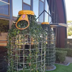 Bundaberg Brewed Drinks - Bundaberg