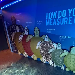 Turtle Encounters at Mon Repos Conservation Park - Bundaberg