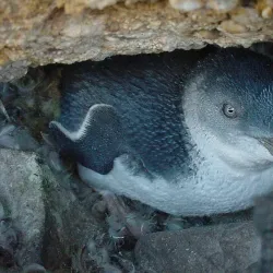 Big Penguin Statue - Burnie