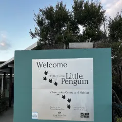 Big Penguin Statue - Burnie