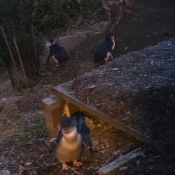 Big Penguin Statue - Burnie