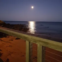 Big Penguin Statue - Burnie