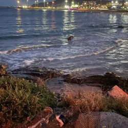 Big Penguin Statue - Burnie