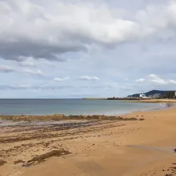 Big Penguin Statue - Burnie