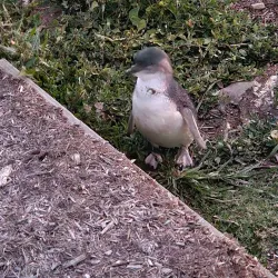 Big Penguin Statue - Burnie