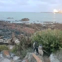 Big Penguin Statue - Burnie