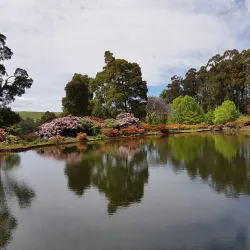 Emu Valley Rhododendron Garden - Burnie