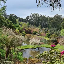 Emu Valley Rhododendron Garden - Burnie