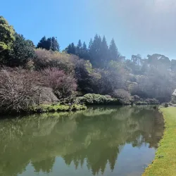 Emu Valley Rhododendron Garden - Burnie