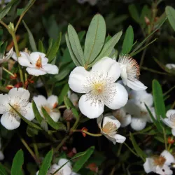 Tasmanian Arboretum - Burnie