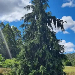 Tasmanian Arboretum - Burnie