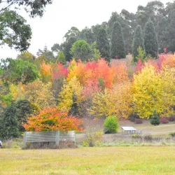 Tasmanian Arboretum - Burnie