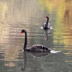 Tasmanian Arboretum - Burnie