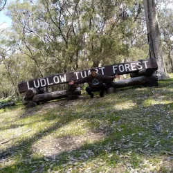Tuart Forest National Park - Busselton