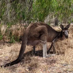 Tuart Forest National Park - Busselton