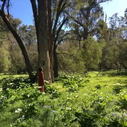 Tuart Forest National Park - Busselton