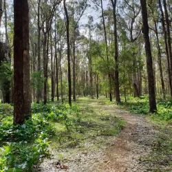 Tuart Forest National Park - Busselton