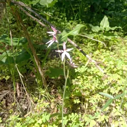 Tuart Forest National Park - Busselton