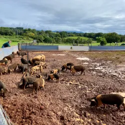 The Farm Byron Bay - Byron Bay