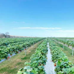 Bellmere Farm - Caboolture