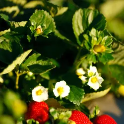 Bellmere Farm - Caboolture